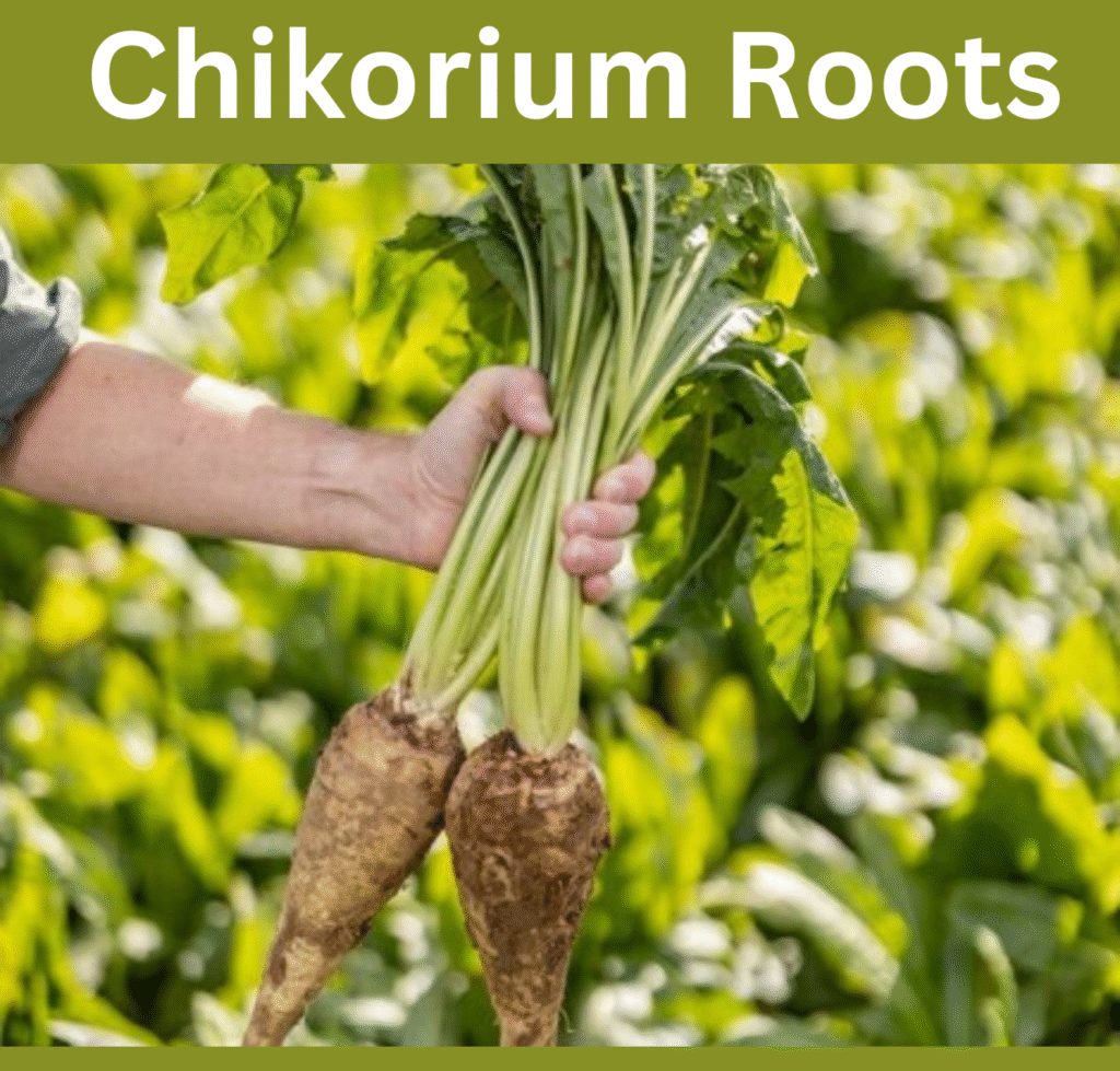 Chikory Roots in the field