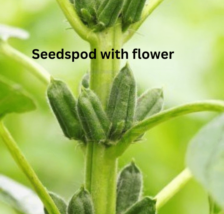 sesame inflorescence