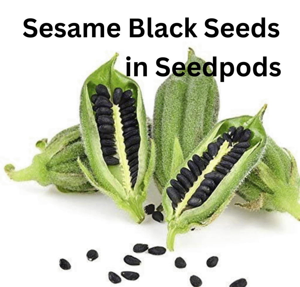 Sesame Flower with seedspod